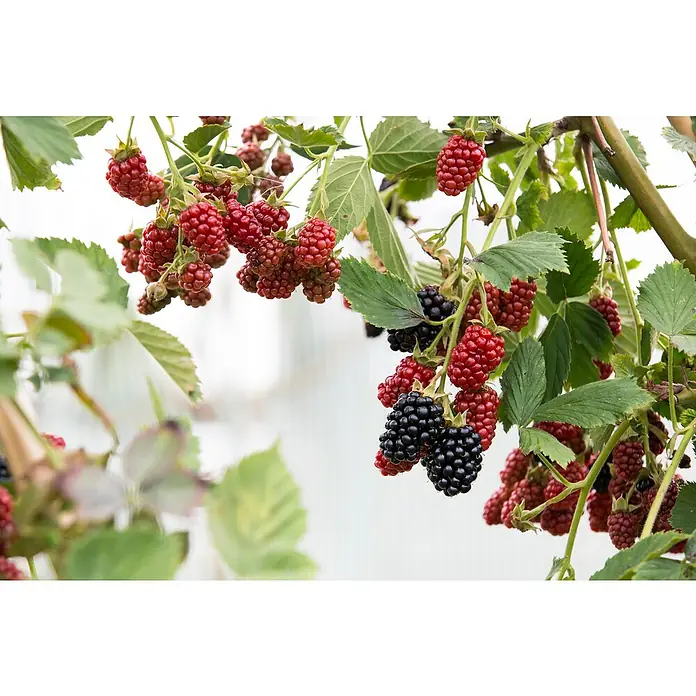 Piardino Brombeere - Rubus fruticosus 'Black Satin', Topfgröße: 17 cm, Erntezeit: August - Oktober - Stimmungsaufnahme
