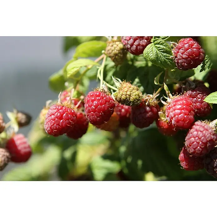 Piardino Himbeere Heritage - Rubus idaeus, Erntezeit: August - Oktober - Stimmungsaufnahme