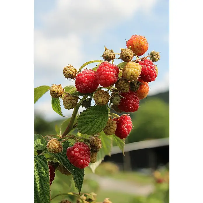Piardino Himbeere Aroma Queen - Rubus idaeus 'Aroma Queen', Erntezeit: August - Oktober - Stimmungsaufnahme