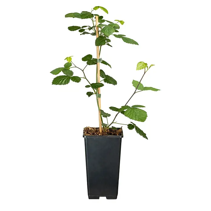 Piardino Brombeere - Rubus fruticosus 'Navaho', Erntezeit: Juli - Oktober - Vorderansicht