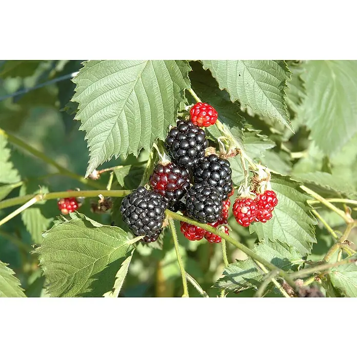 Piardino Brombeere - Rubus fruticosus 'Navaho', Erntezeit: Juli - Oktober - Detailaufnahme