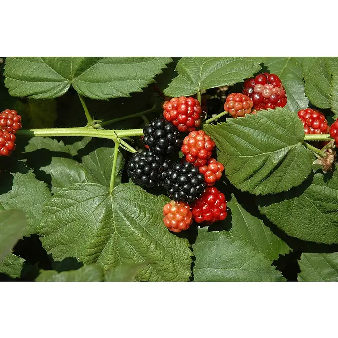 Piardino Brombeere - Rubus fruticosus 'Navaho', Erntezeit: Juli - Oktober - Detailaufnahme
