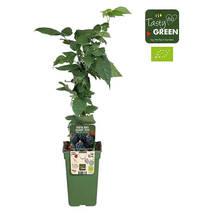 Piardino Brombeere - Rubus fruticosus 'Loch Ness', Topfgröße: 19 cm, Erntezeit: Juli - September - Vorderansicht