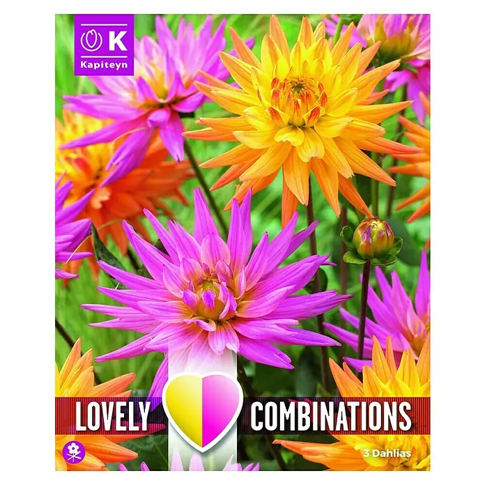 Kapiteyn Bulbos de primavera - Dahlia Decorative, 3 ud., Rosa / Naranja - Vista frontal