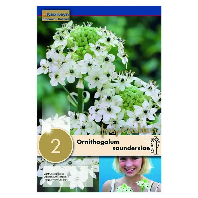 Kapiteyn Bulbos de primavera - Ornithogalum, 2 ud. - Vista frontal