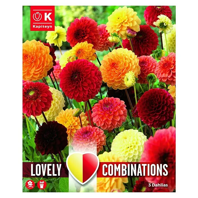 Kapiteyn Bulbos de primavera - Dahlia Ball, 3 ud. - Vista frontal