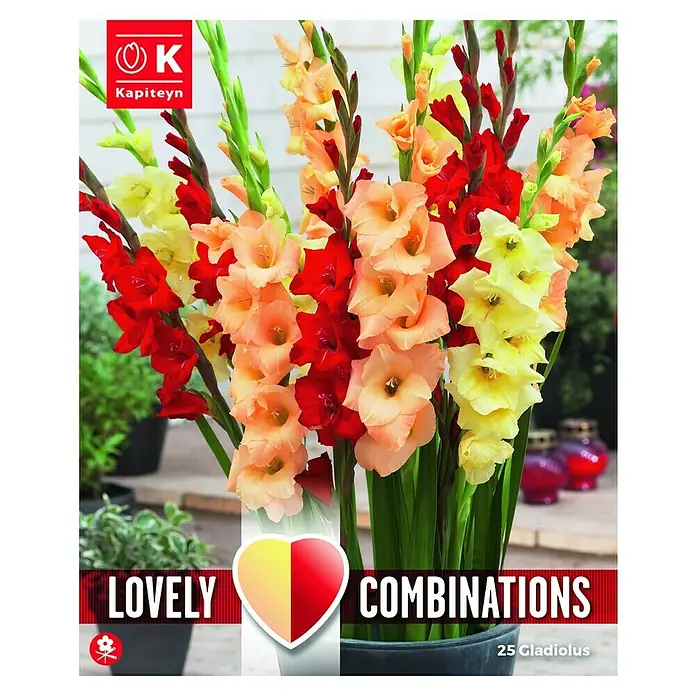 Kapiteyn Bulbos de primavera - Gladioli Red, 25 ud. - Vista frontal