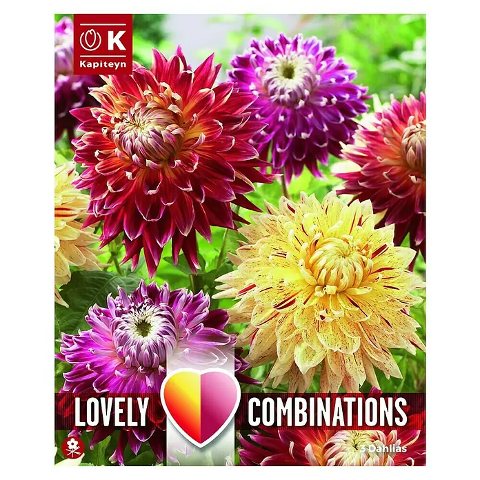 Kapiteyn Bulbos de primavera - Dahlia Decorative, 3 ud., Rojo / Amarillo - Vista frontal