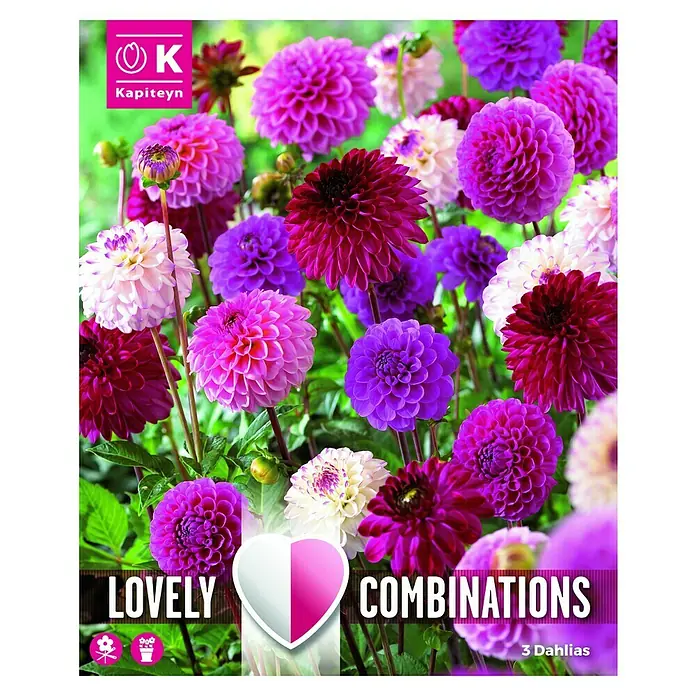 Kapiteyn Bulbos de primavera - Dahlia Pompon, 3 ud. - Vista frontal