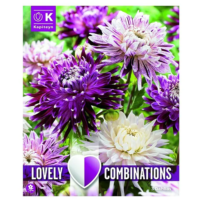 Kapiteyn Bulbos de primavera - Dahlia decorative, 3 ud. - Vista frontal