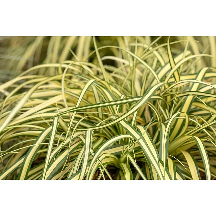 Piardino Segge - Carex oshimensis 'Evergold', Topfgröße: 14 cm - Detailaufnahme