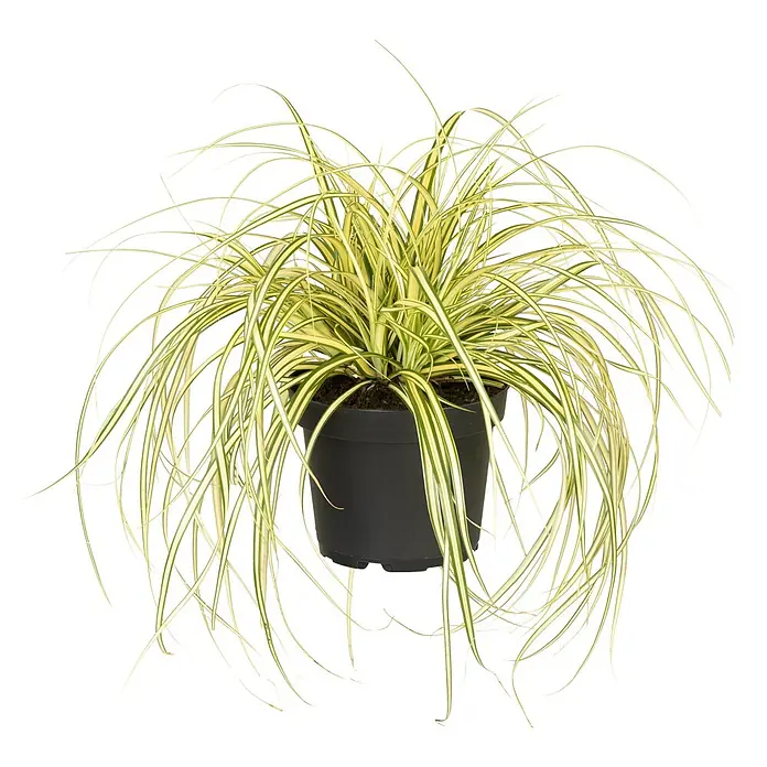 Piardino Segge - Carex oshimensis 'Evergold', Topfgröße: 14 cm - Vorderansicht