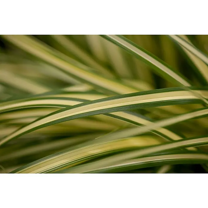 Piardino Segge - Carex oshimensis 'Evergold', Topfgröße: 14 cm - Detailaufnahme