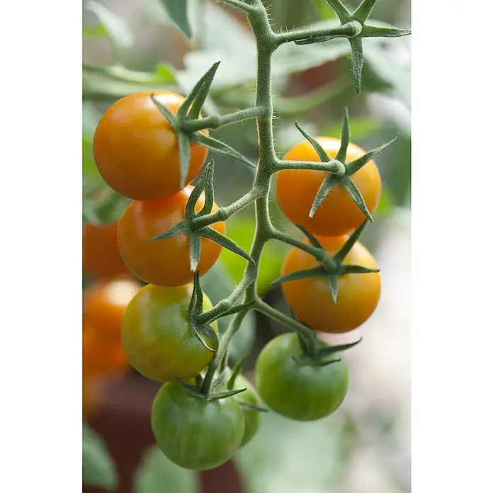 Piardino Tomate - Solanum lycopersicum, 14 cm, Erntezeit: Juli - Oktober - Detailaufnahme