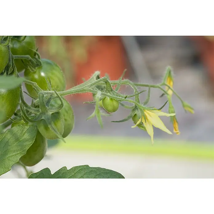 Piardino Tomate - Solanum lycopersicum, 14 cm, Erntezeit: Juli - Oktober - Detailaufnahme