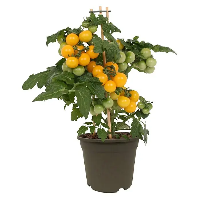 Piardino Tomate - Solanum lycopersicum, 14 cm, Erntezeit: Juli - Oktober - Vorderansicht