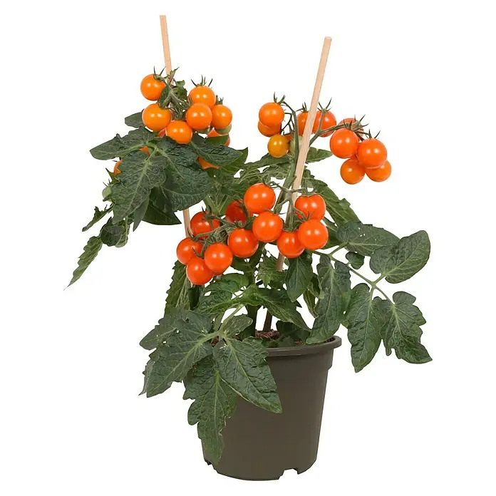 Piardino Tomate - Solanum lycopersicum, 14 cm, Erntezeit: Juli - Oktober - Vorderansicht