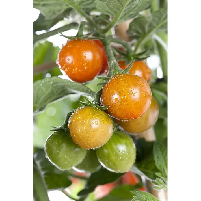 Piardino Tomate - Solanum lycopersicum, 14 cm, Erntezeit: Juli - Oktober - Detailaufnahme
