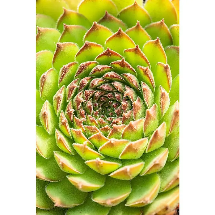 Piardino Hauswurz - Sempervivum in Sorten, Topfgröße: 9 cm - Detailaufnahme