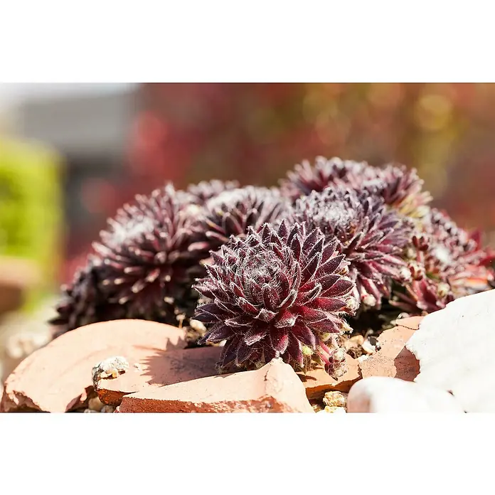 Piardino Hauswurz - Sempervivum in Sorten, Topfgröße: 9 cm - Detailaufnahme