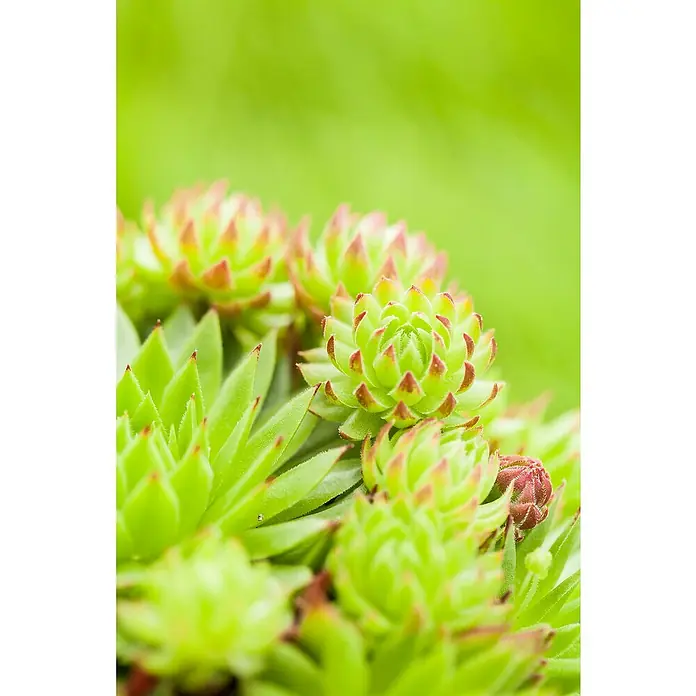 Piardino Hauswurz - Sempervivum in Sorten, Topfgröße: 9 cm - Detailaufnahme