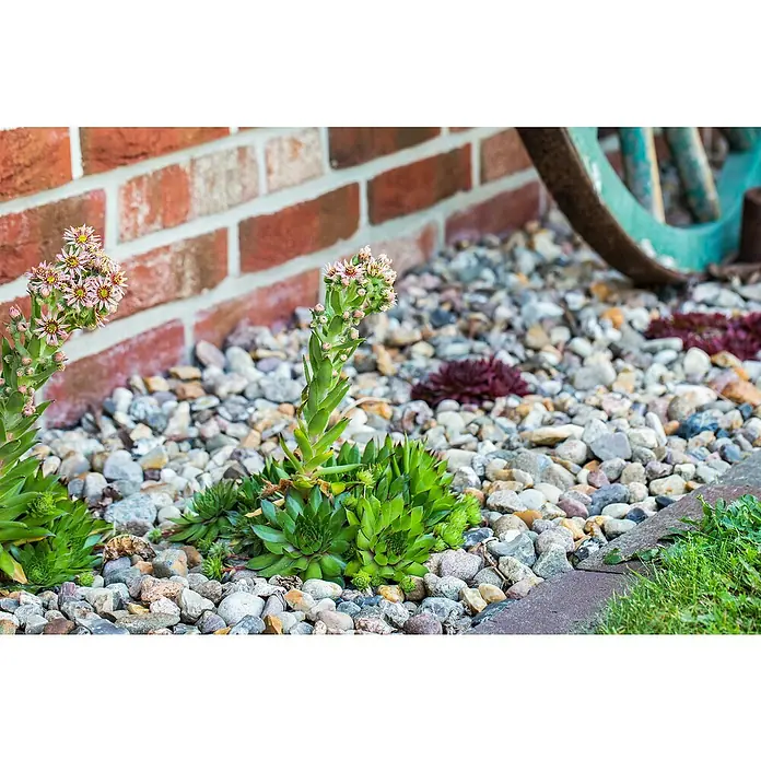 Piardino Hauswurz - Sempervivum in Sorten, Topfgröße: 9 cm - Stimmungsaufnahme