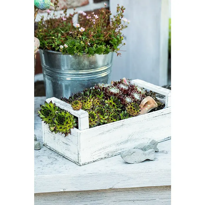 Piardino Hauswurz - Sempervivum in Sorten, Topfgröße: 9 cm - Stimmungsaufnahme