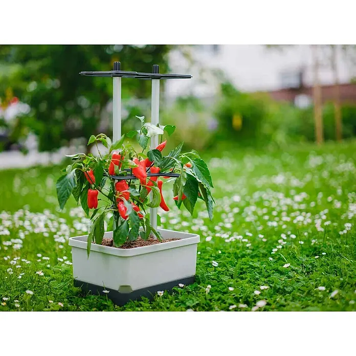 Gusta Garden Pflanztopf Charly Chili - 28 x 35 x 69 cm, Ausstattung: Bewässerungssystem - Stimmungsaufnahme