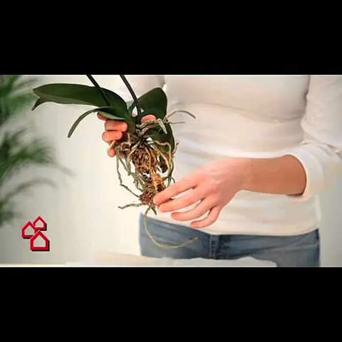 Seramis Orchideen-Granulat - 7 l - Seramis Orchideen Spezial Substrat