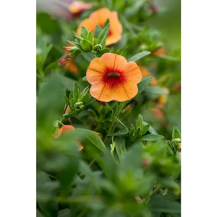 Piardino Zauberglöckchen - Calibrachoa Hybride 'Colibri Orange', Topfgröße: 13 cm, Orange - Detailaufnahme