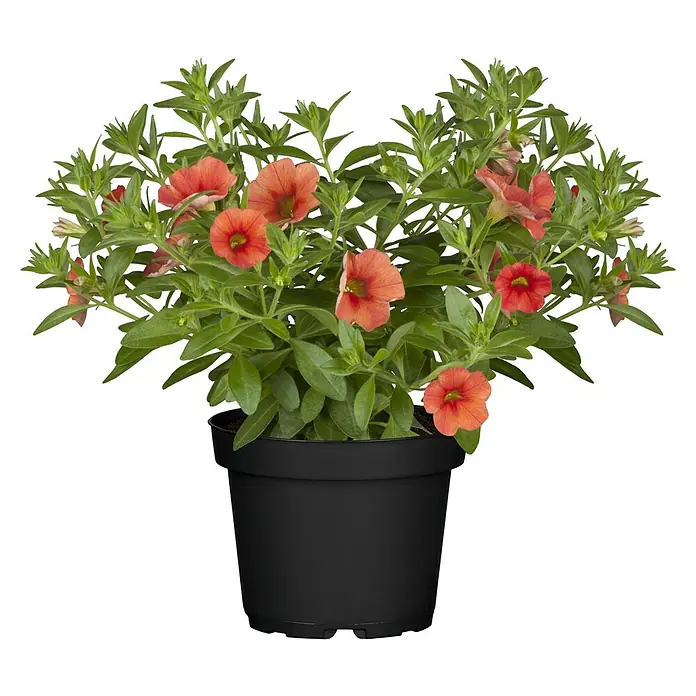 Piardino Zauberglöckchen - Calibrachoa Hybride 'Colibri Orange', Topfgröße: 13 cm, Orange - Vorderansicht