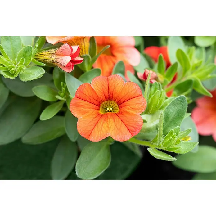 Piardino Zauberglöckchen - Calibrachoa Hybride 'Colibri Orange', Topfgröße: 13 cm, Orange - Detailaufnahme