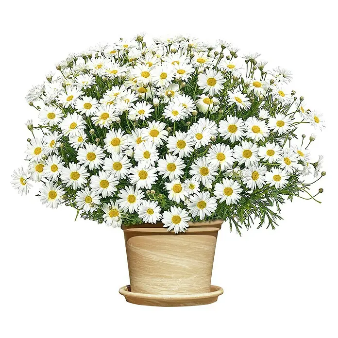 Pflanztopf - Max. Außendurchmesser: 24 cm, Höhe: 18 cm, Naturmaterialien - Vorderansicht