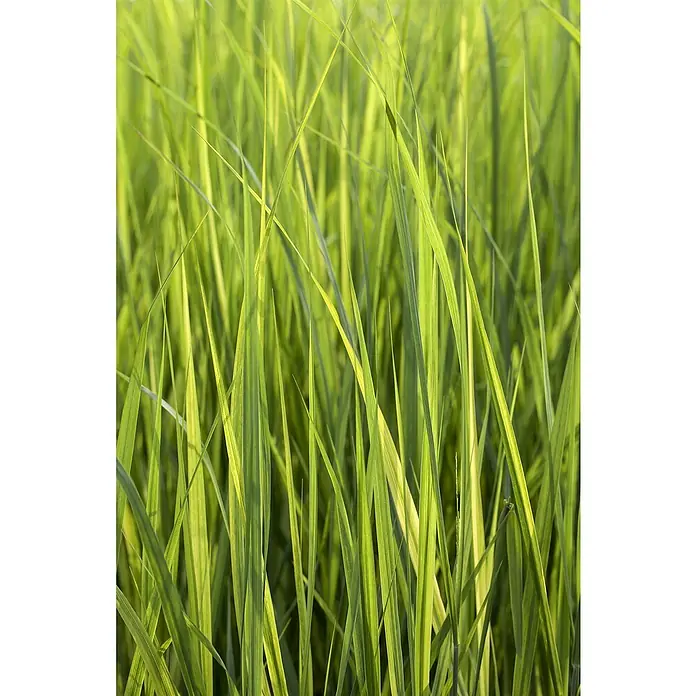 Piardino Rutenhirse - Panicum virgatum 'Northwind', Topfgröße: 23 cm - Detailaufnahme