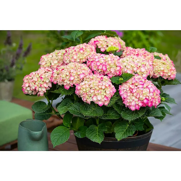 Bauernhortensie - Hydrangea macrophylla, Topfgröße: 19 cm, Rosa - Detailaufnahme