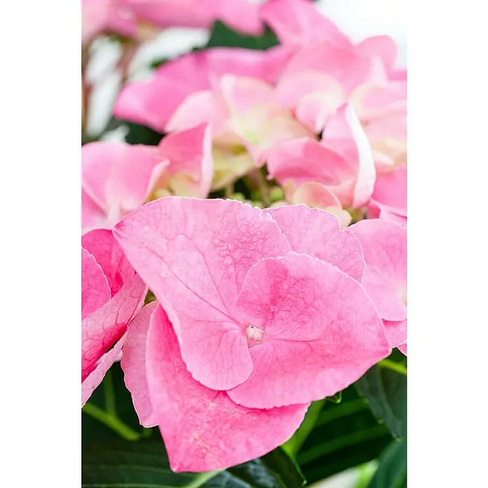 Bauernhortensie - Hydrangea macrophylla, Topfgröße: 19 cm, Rosa - Detailaufnahme