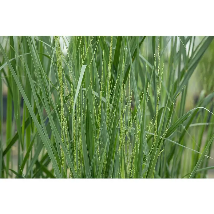 Piardino Rutenhirse - Panicum virgatum 'Northwind', Topfgröße: 23 cm - Detailaufnahme