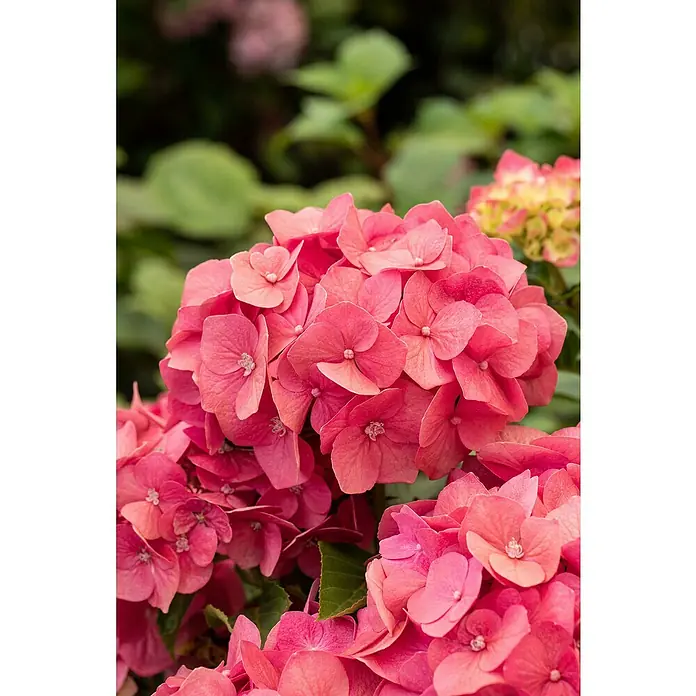 Bauernhortensie - Hydrangea macrophylla, Topfgröße: 19 cm, Rosa - Detailaufnahme