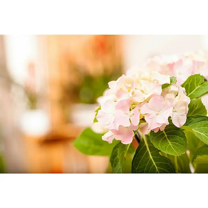 Bauernhortensie - Hydrangea macrophylla, Topfgröße: 19 cm, Rosa - Detailaufnahme