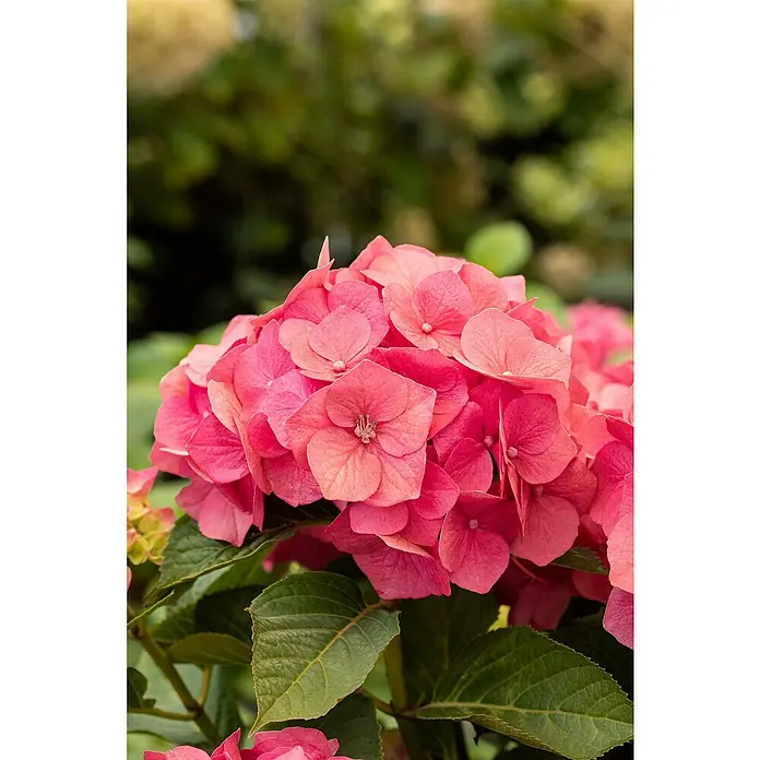 Bauernhortensie - Hydrangea macrophylla, Topfgröße: 19 cm, Rosa - Detailaufnahme