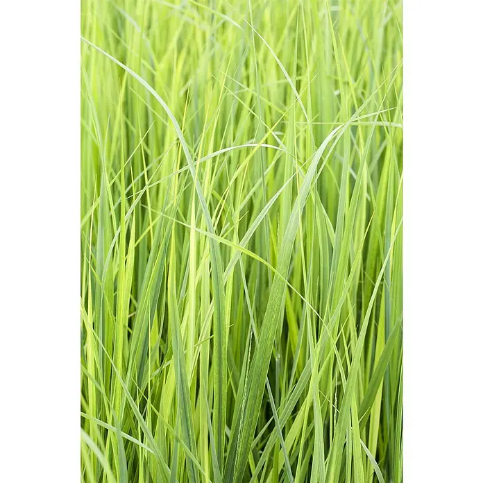 Piardino Rutenhirse - Panicum virgatum 'Northwind', Topfgröße: 23 cm - Detailaufnahme