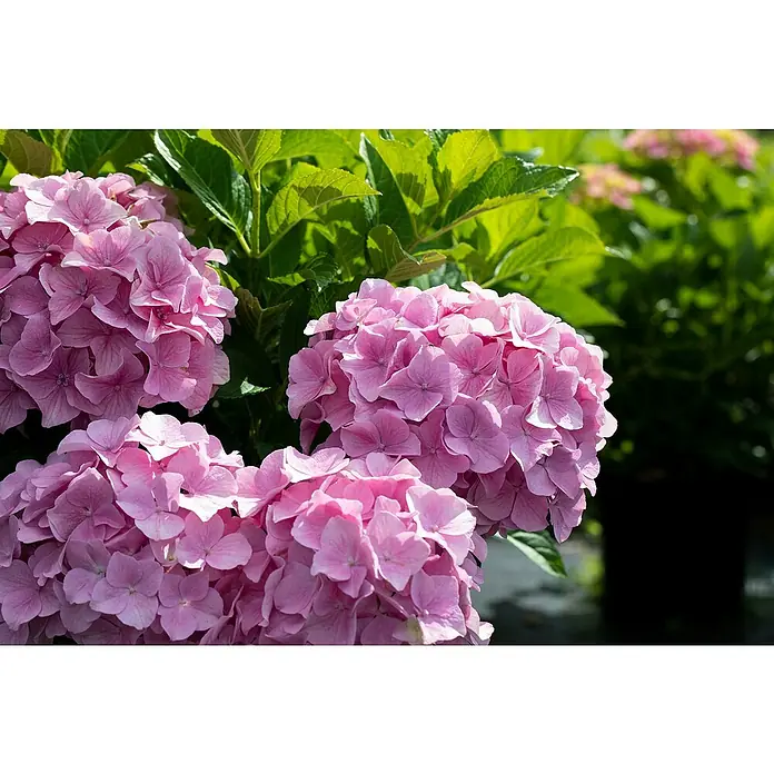 Bauernhortensie - Hydrangea macrophylla, Topfgröße: 19 cm, Rosa - Detailaufnahme