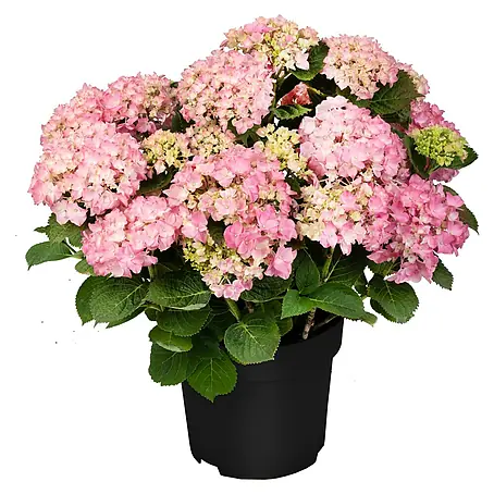 Bauernhortensie