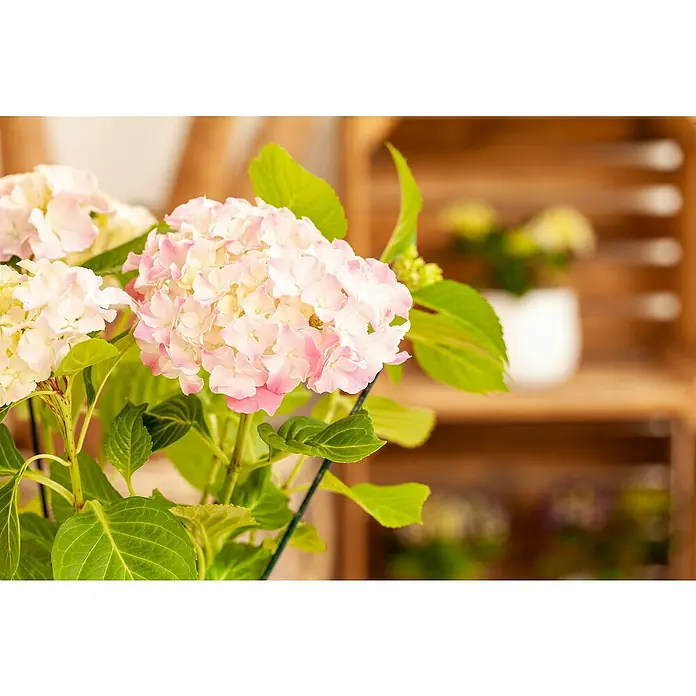Bauernhortensie - Hydrangea macrophylla, Topfgröße: 19 cm, Rosa - Detailaufnahme
