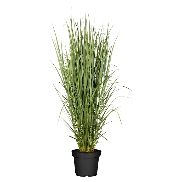 Piardino Rutenhirse - Panicum virgatum 'Northwind', Topfgröße: 23 cm - Vorderansicht