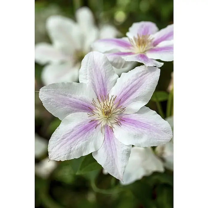 Piardino Waldrebe - Clematis hybride 'Boulevard', Topfgröße: 15 cm, Rosa - Detailaufnahme