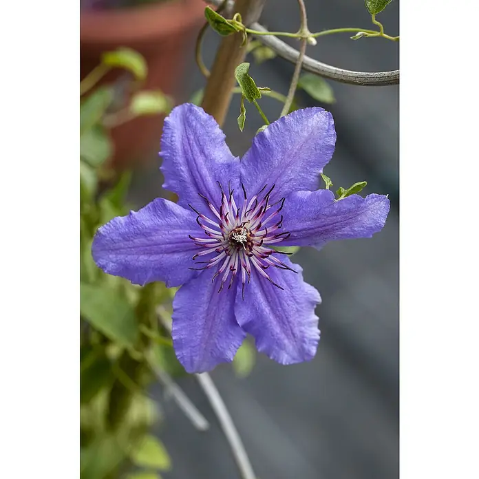 Piardino Waldrebe - Clematis hybride 'Boulevard', Topfgröße: 15 cm, Blau - Detailaufnahme