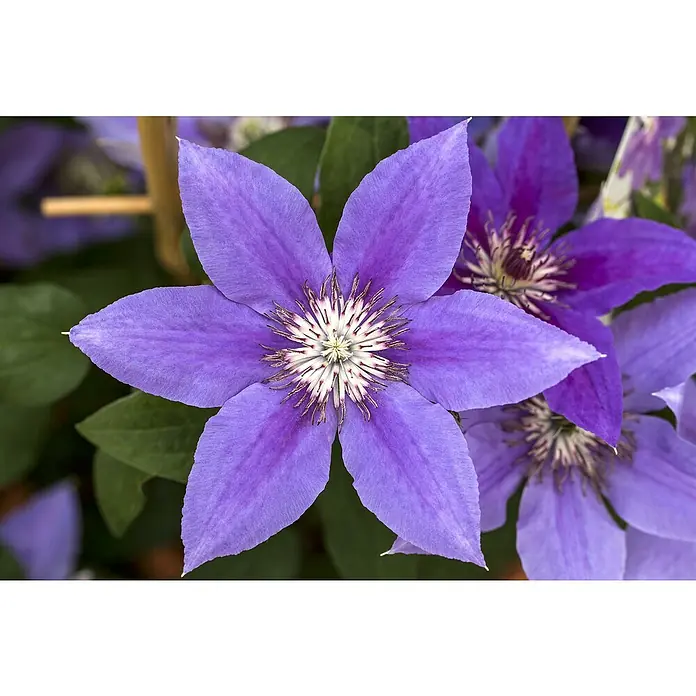 Piardino Waldrebe - Clematis hybride 'Boulevard', Topfgröße: 15 cm, Blau - Detailaufnahme