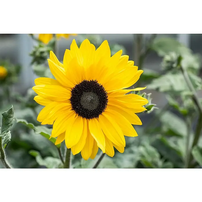 Piardino Sonnenblume - Helianthus annuus, Topfgröße: 13 cm, Gelb - Detailaufnahme