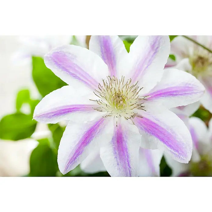 Piardino Waldrebe - Clematis hybride 'Boulevard', Topfgröße: 15 cm, Rosa - Detailaufnahme